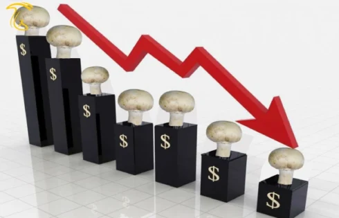 کاهش قیمت قارچ