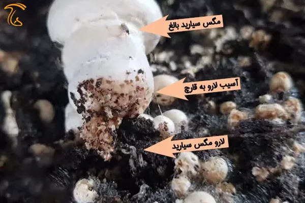 آسیب مگسسیارید به محصول قارچ