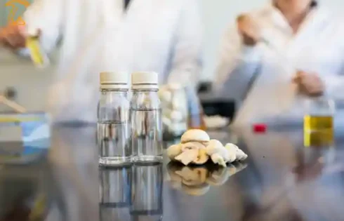 اصلاح قارچ خوراکی دکمه ای سفید