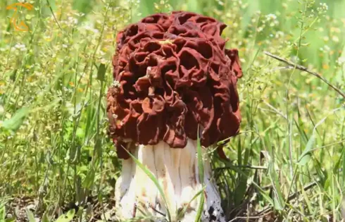 قارچ مورل تقلبی: سمی و کشنده mushroom.news گیرومترا اسکولنتا