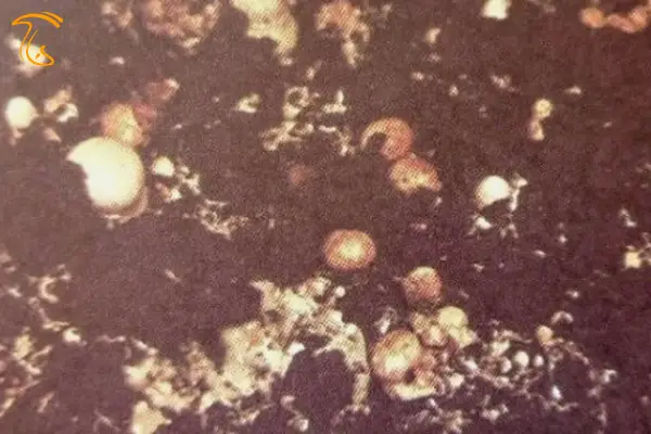پین مردگی در پرورش قارچ