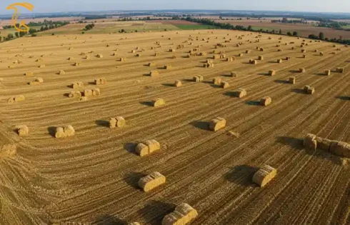 عکس مربوط به تولید ۶۰ هزار تنی کاه و کلش در اقلید