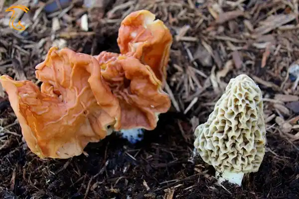 گیرومترا اسکولنتا سمی و کشنده
