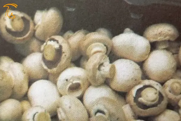 پشت باز شدن زود هنگام