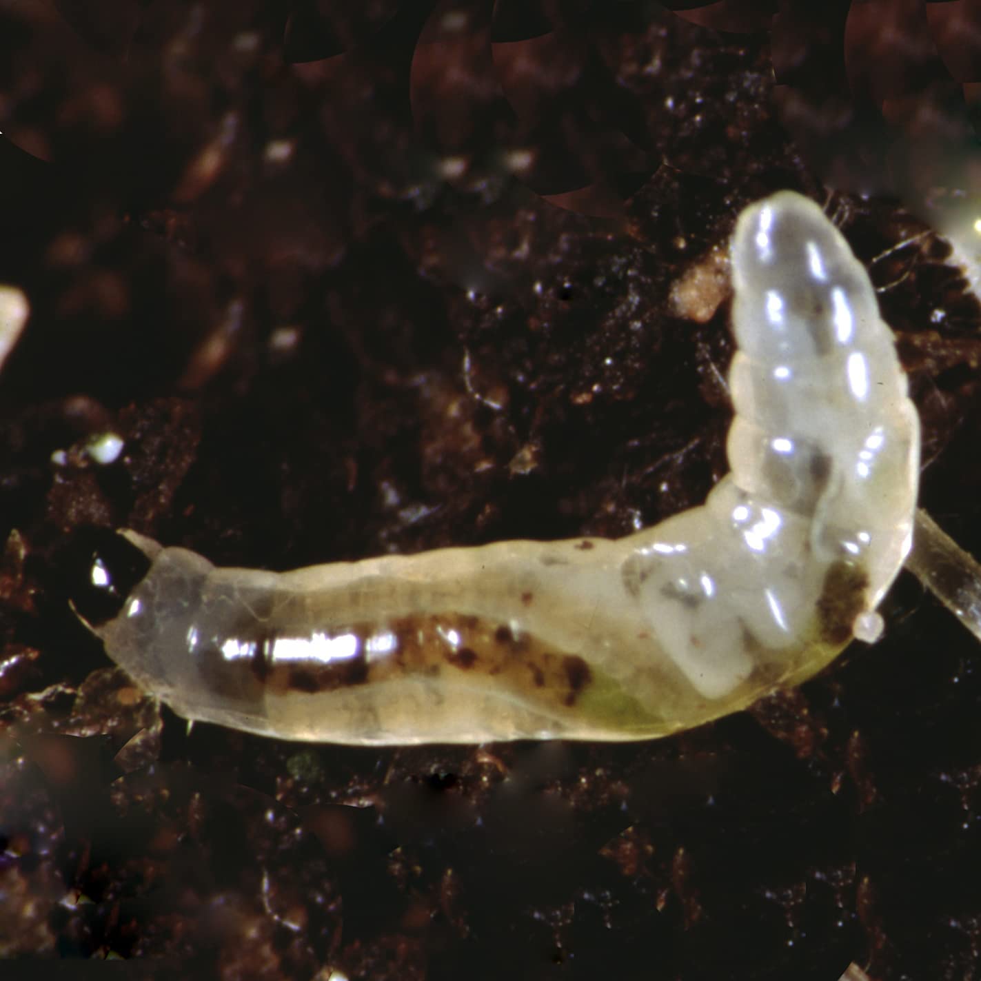 لارو مگس سیارید