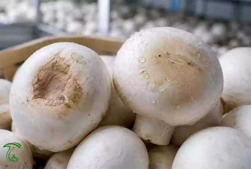 قهوهایشدن آنزیمی قارچ دکمهای بر اثر ضربه و رطوبت