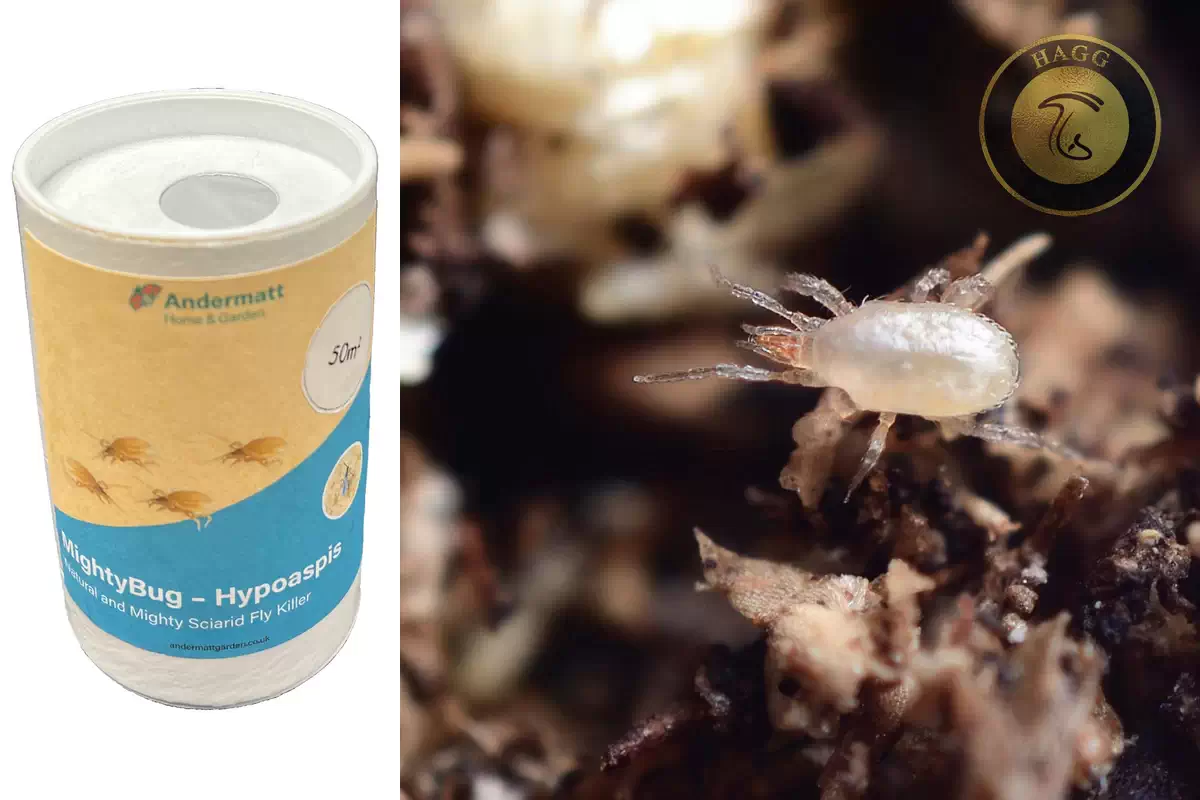 کنه Hypoaspis miles برای مبارزه با مگسسیارید