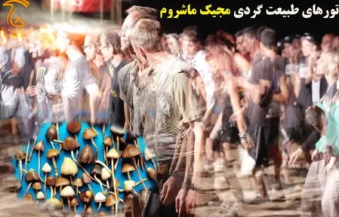 تور مجیک ماشروم جوان ایرانی در دام مصرف مجیک ماشروم اهنگ ماشروم طبیعت دام مصرف مجیک ماشروم