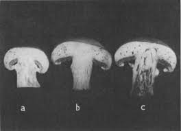 قارچ آسیب دیده از لارو مگس سیارید