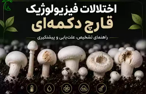 اختلالات فیزیولوژیک قارچ دکمه‌ای؛ راهنمای تشخیص، علت‌یابی و پیشگیری