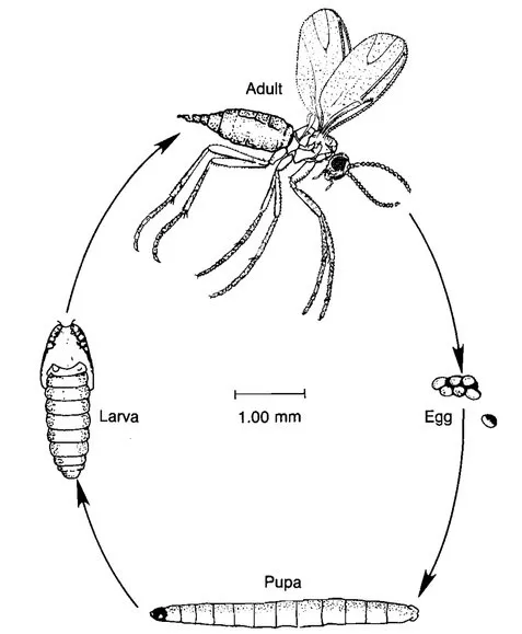 چرخه زندگی مگس سیارید
