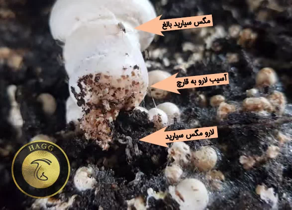 آسیب مگسسیارید به محصول قارچ