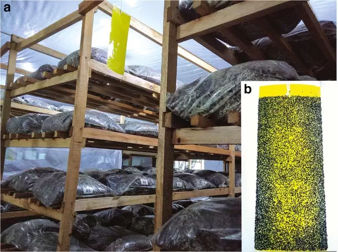 استفاده از تله حشرات برای کنترل محیطی مگسهای قارچ