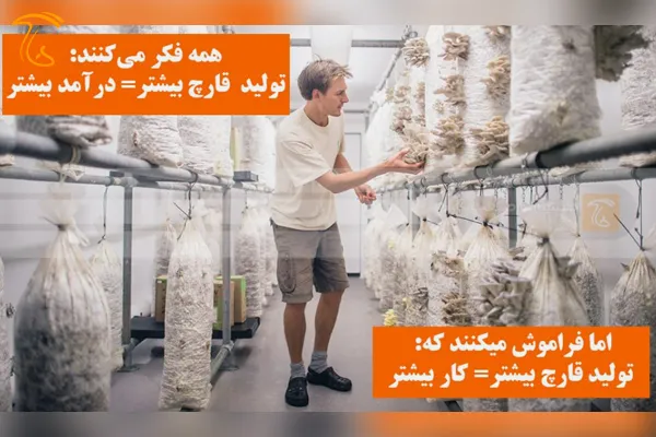 5 کلید طلایی برای درآمد پایدار از پرورش قارچ