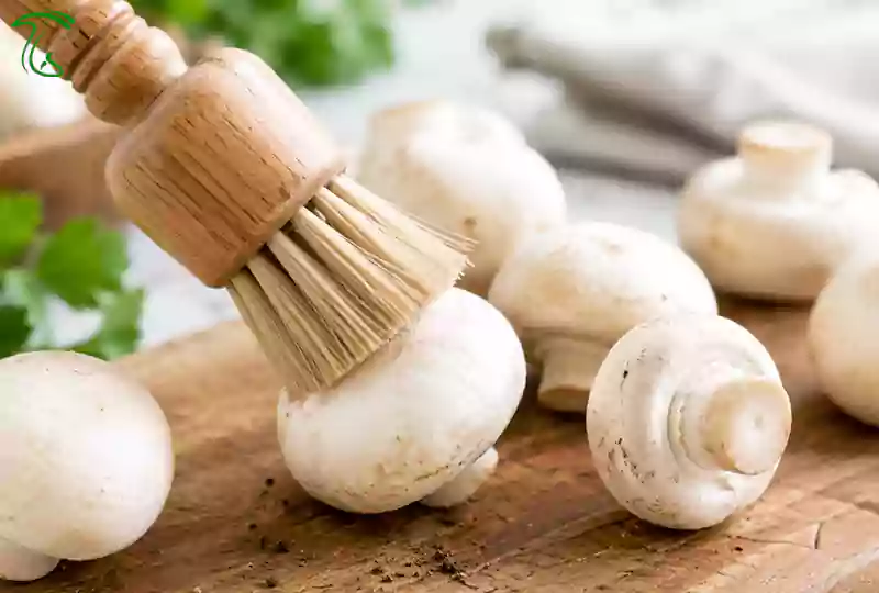 برس قارچ برای تمیز کردن قارچ بدون آسیب به کلاهک