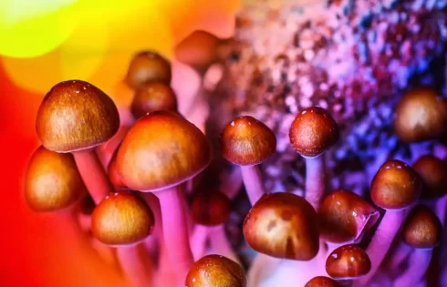 مجیک ماشروم مرگ تدریجی یک رویا
