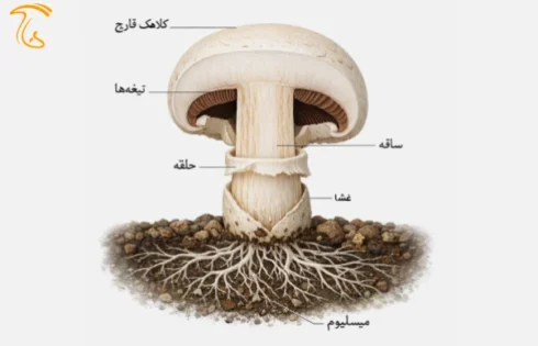 قارچ چیست - fungi - mushroom