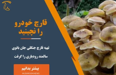 تهیه قارچ جنگلی