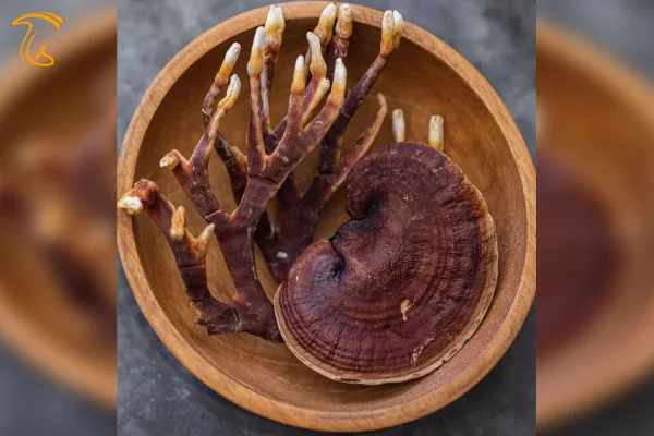 قارچ گانودرما و قارچ شاخ گوزن