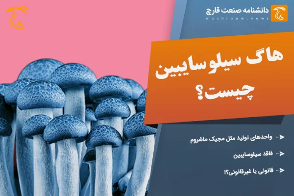هاگ سیلوسایبین(هاگ ماشروم) چیست؟