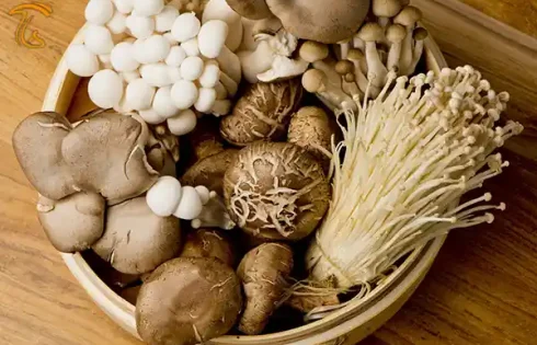 ایا قارچ برای کبد چرب مضر است ؟ قارچ برای درمان کبد چرب