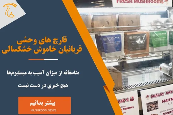 خشکسالی و قارچ