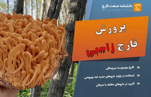 پرورش قارچ زامبی در آزمایشگاه