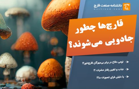 ترکیبات موجود در قارچ جادویی چیست؟