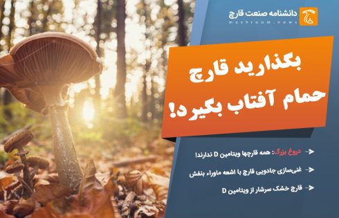 قارچها منبع بسیار خوبی از ویتامین D هستند