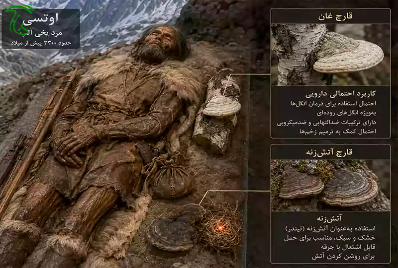 قارچهای همراه اوتسی و کاربرد احتمالی آنها برای دارو و آتشزنه