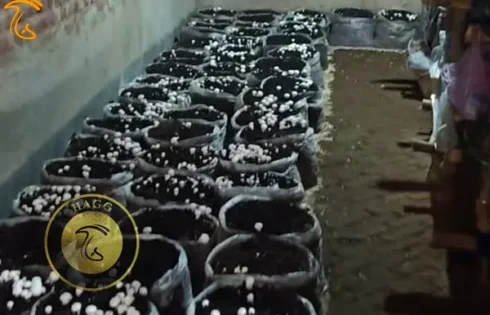 پرورش قارچ خوراکی به روش سنتی