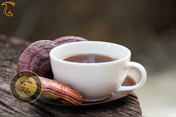 چای قارچ گانودرما