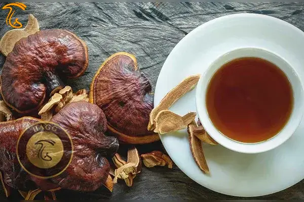 چای قارچ گانودرما