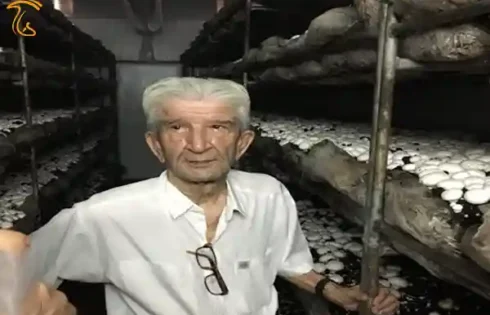 نخستین مزرعه پرورش قارچ ایران مهندس بهروز پیرایش