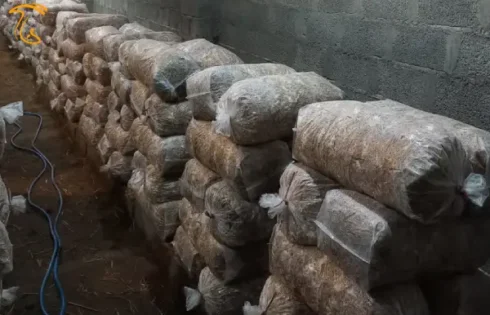 کارآفرینی جوان گیلانی با پرورش قارچ