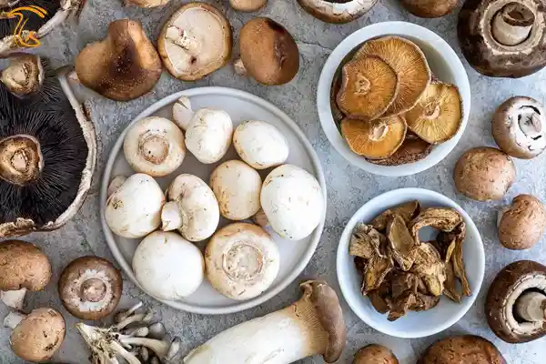 انواع قارچ خوراکی