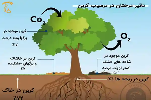 نقش درختان در طرح ترسیب کربن به منظور جلوگیری از گرمایش زمین