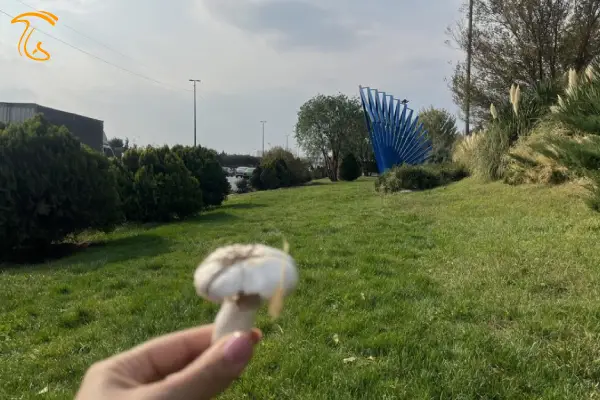 رویش قارچ
