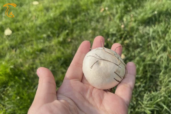 رویش قارچ