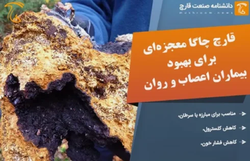 کشف جدید قارچ چاگا معجزه‌ای برای بهبود بیماران اعصاب و روان