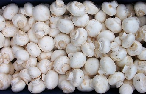 تغییر و اصلاح الگوی کاشت در خشکسالی با پرورش قارچ خوراکی شهربابک