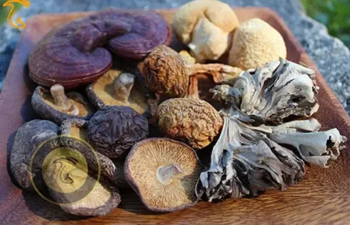 مزایای مصرف قارچ خشک چرا باید قارچ خشک بخوریم؟!
