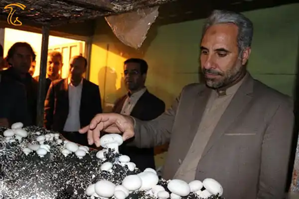 نخستین برداشت قارچ خوراكی در زندان یزد
