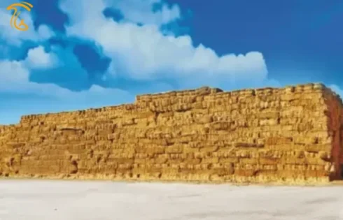 کلش گندم برای قارچ