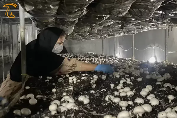 تسهیلات پرورش قارچ از بهزیستی - وام پرورش قارچ بهزیستی