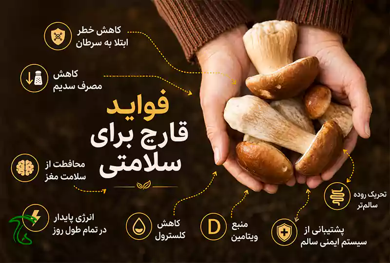 فواید و اهمیت قارچ ها در زندگی انسان ها