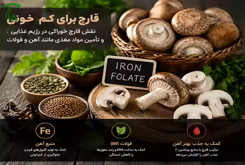 قارچ برای کم خونی؛ نقش قارچ خوراکی در رژیم غذایی و تأمین مواد مغذی مانند آهن و فولات