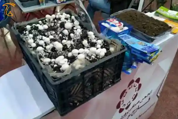 عکس مربوط به مقاله کمپوست قارچ در نمایشگاه کشاورزی ۱۴۰۱