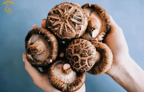 خرید قارچ شیتاکه با کیفیت