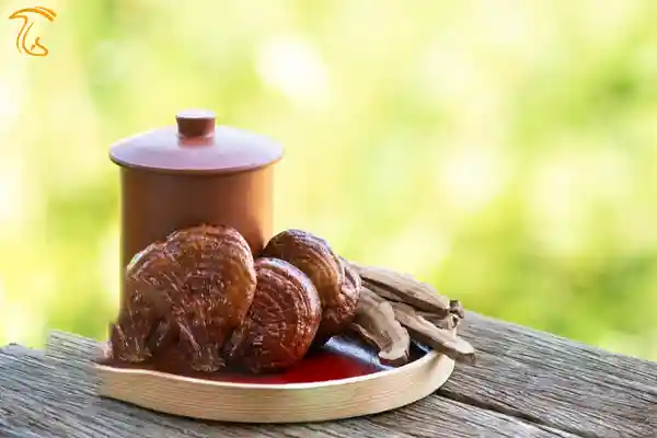 طریقه مصرف دمنوش گانودرما